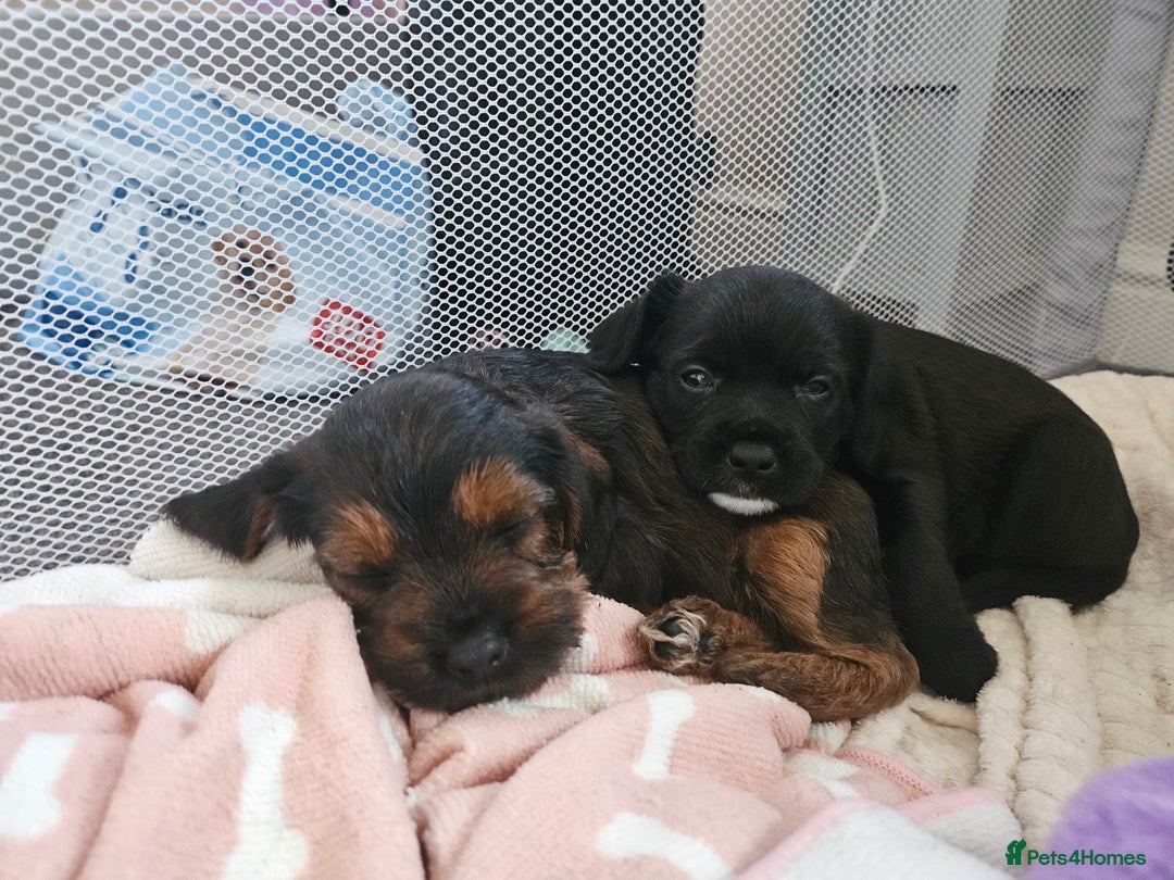 Mixed Breed dogs for sale: Last little girl of the litter left - Image 5