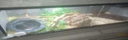 Corn Snake reptiles for sale: Timmy the friendly cornsnake tank enclosure  in Chelmsford - Advert 3