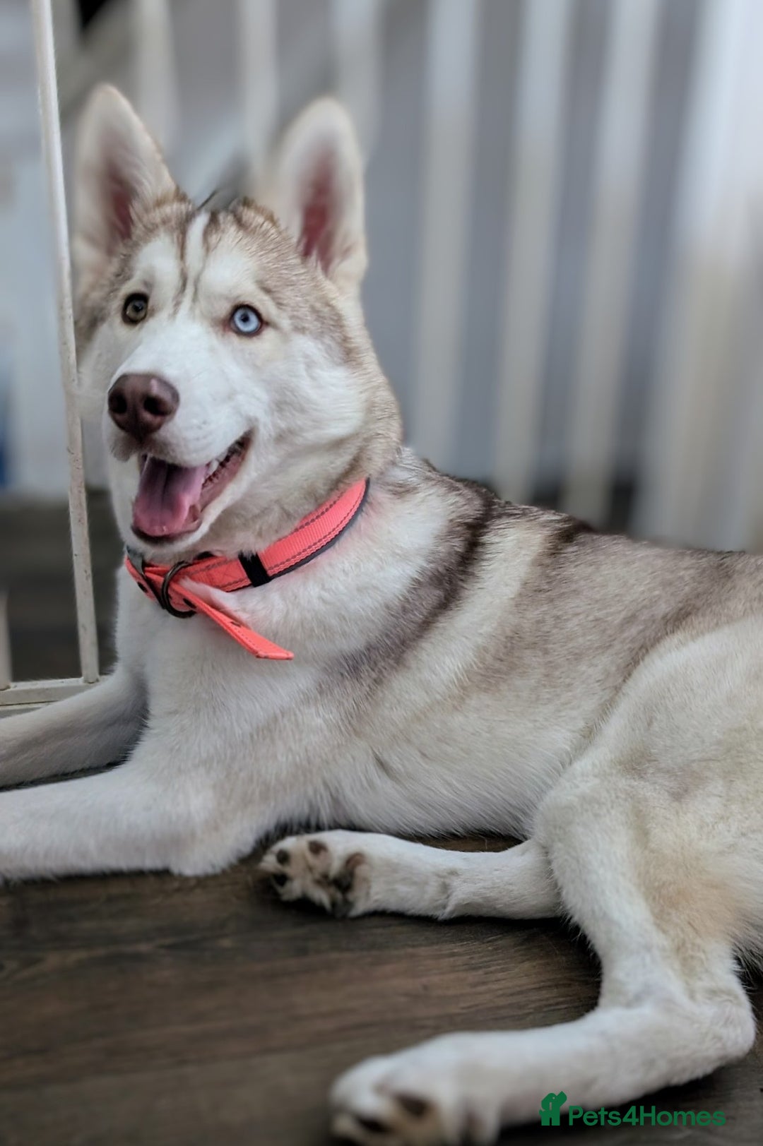 Siberian Husky dogs for sale: Emergency adoption needed - Image 2