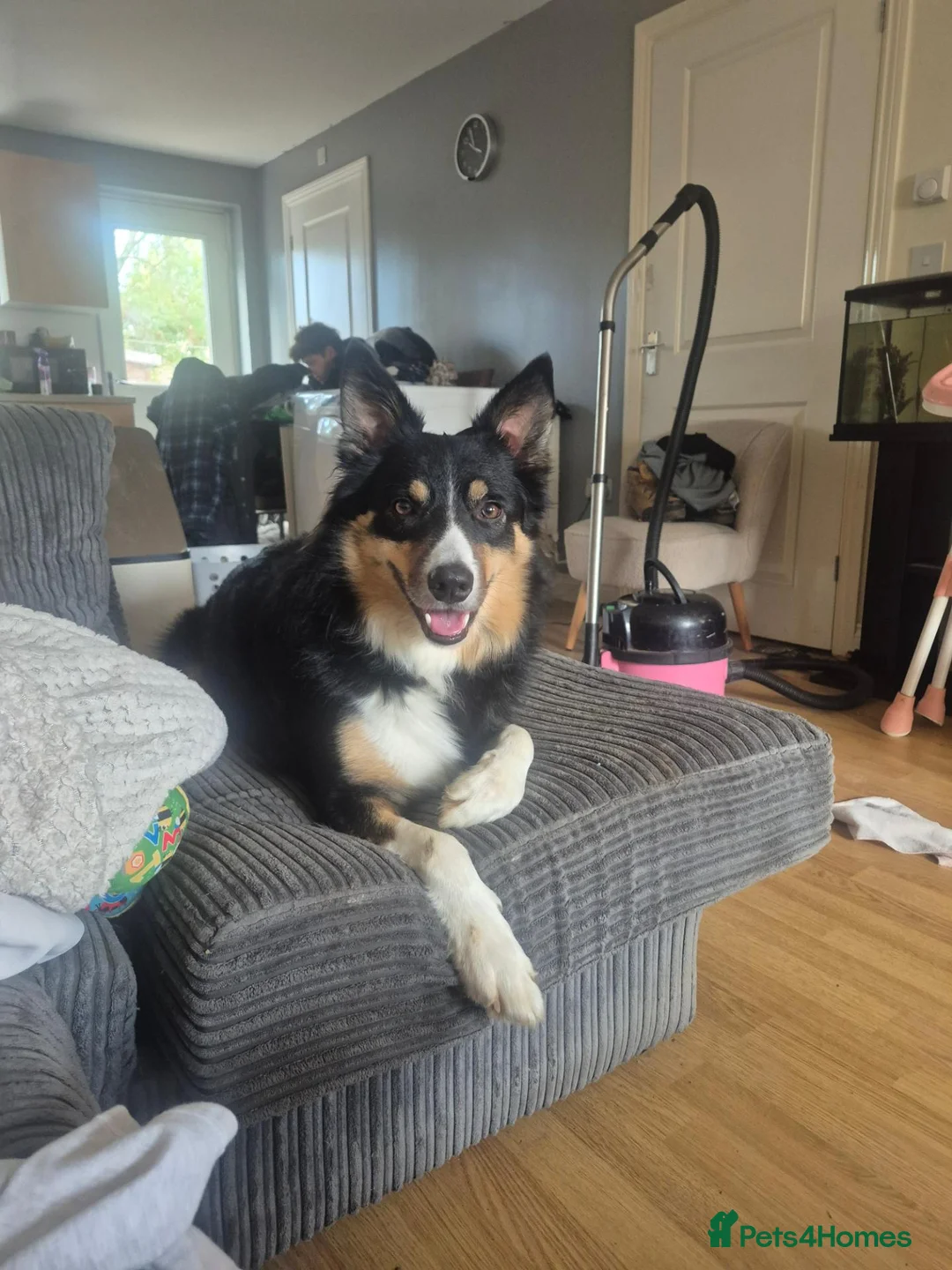 Border Collie dogs for sale: Tri border collie  - Advert 1