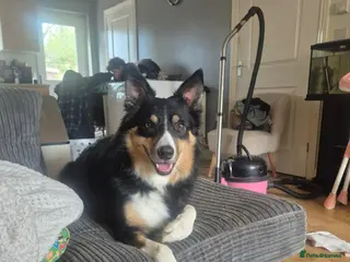 Border Collie dogs Tri border collie - Advert 1