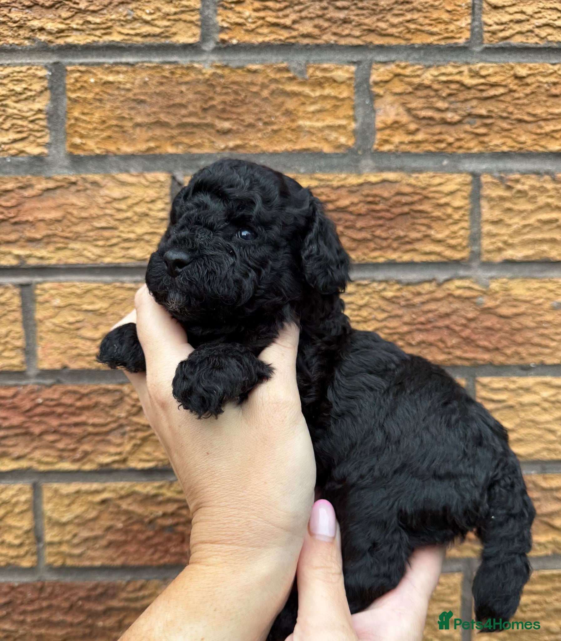 Cockapoo dogs Toy Cockapoo Puppies | DNA & Health Tested Parents - Advert 2