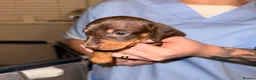Miniature Dachshund dogs for sale: Stunning Mini-Dachshund litter - Advert 18