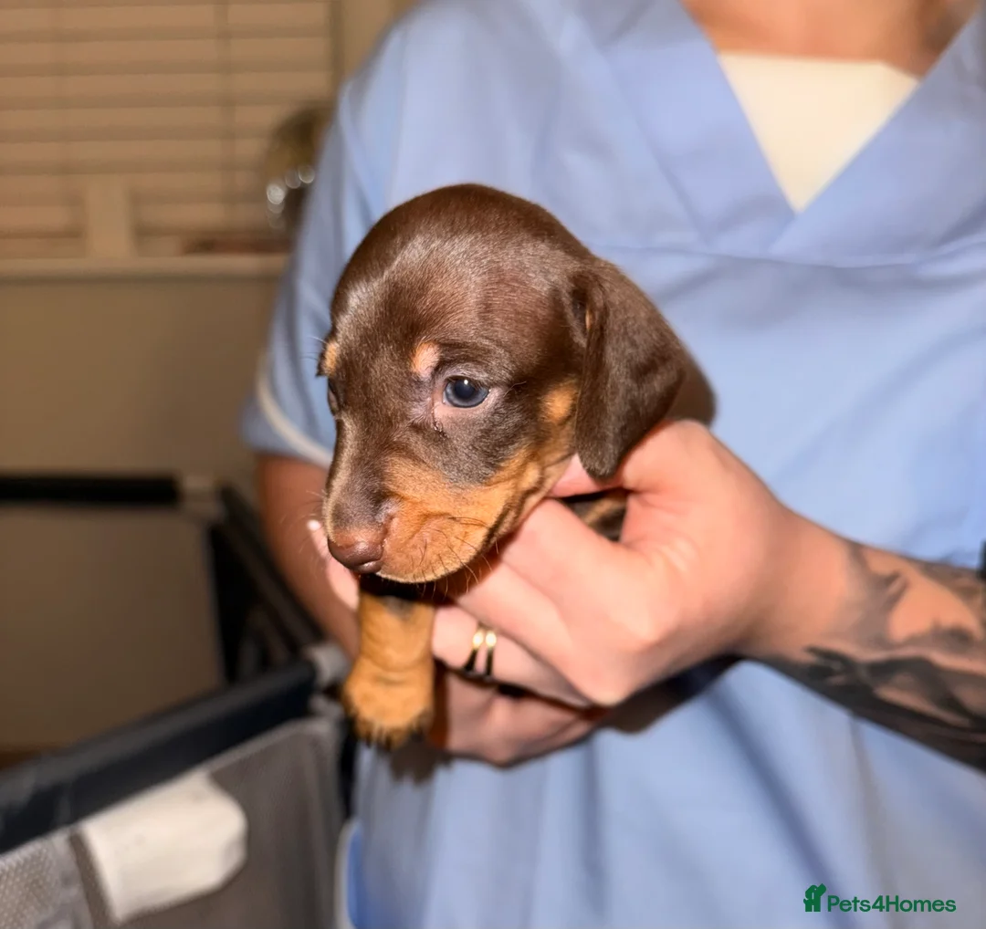 Miniature Dachshund dogs for sale: Stunning Mini-Dachshund litter - Advert 18