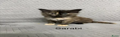 Sarabi
