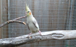 Cockatiels birds for sale: Lovely  cockatiels  - Image 2