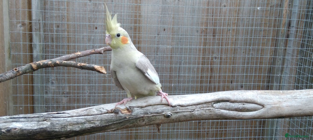 Cockatiels birds for sale: Lovely  cockatiels  - Image 2
