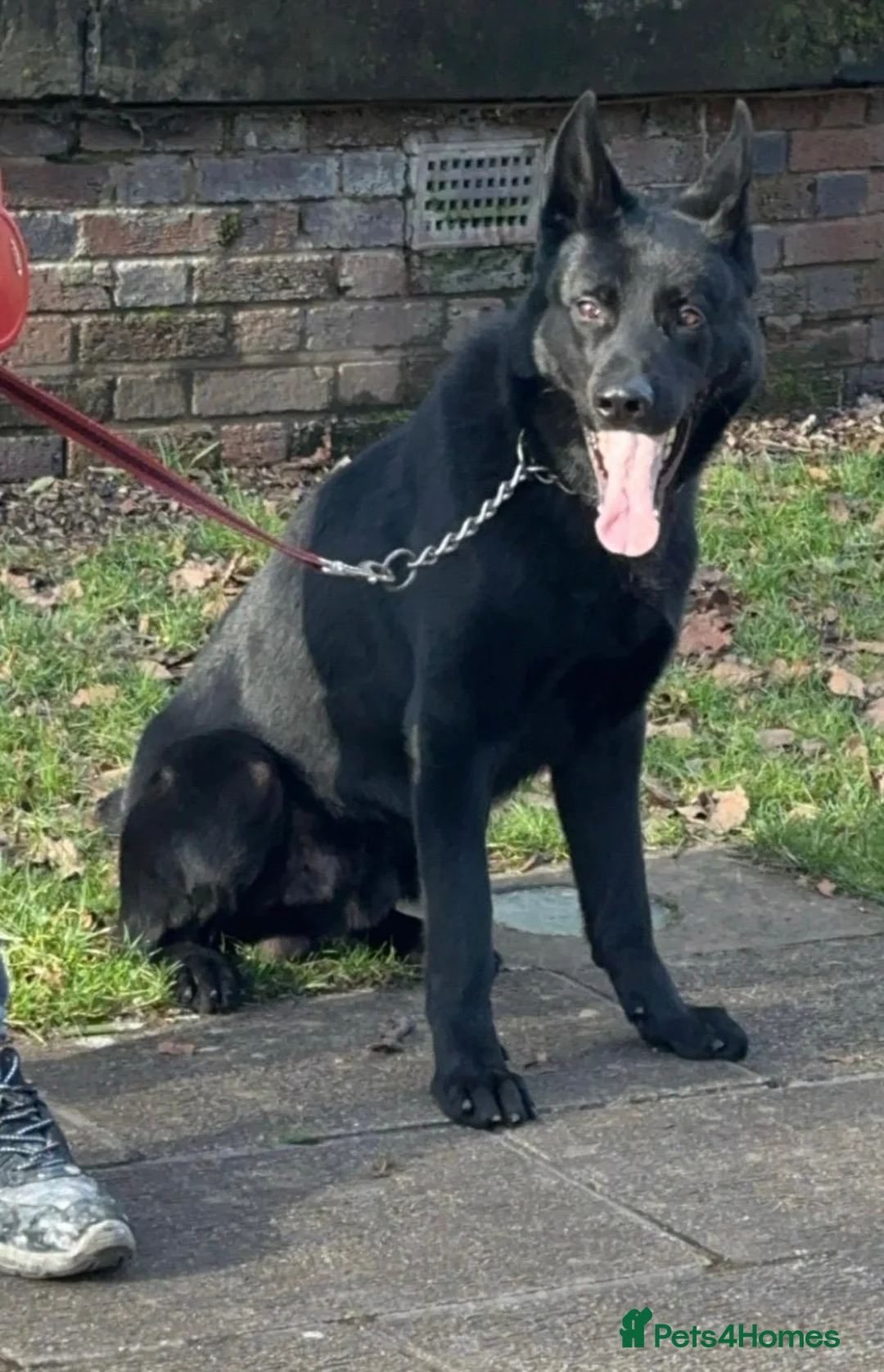 German Shepherd dogs for stud: PROVEN- BLACK-GERMAN SHEPHERD AVAILABLE FOR STUD in Walsall - Advert 13