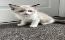 Ragdoll cats for sale: Ragdoll kittens - Image 19