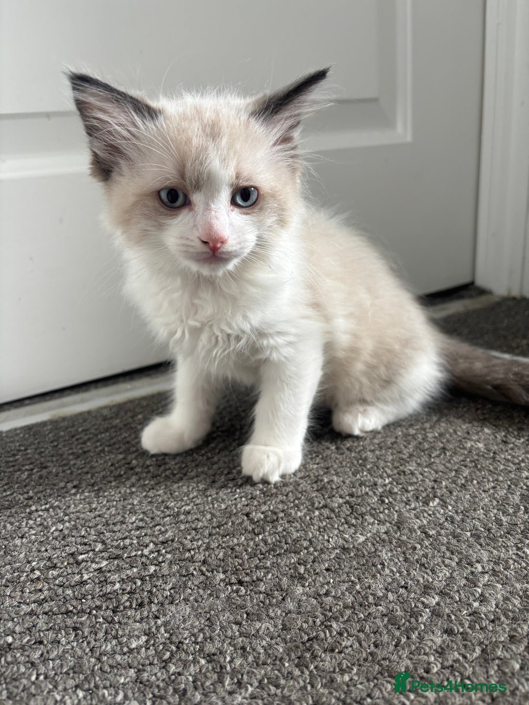 Ragdoll cats for sale: Ragdoll kittens - Image 19