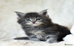 Maine Coon cats for sale: ✨BLUE FEMALE KING-SIZE MAINE COON CUB✨ - Image 7