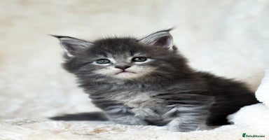 Maine Coon cats - Advert 5