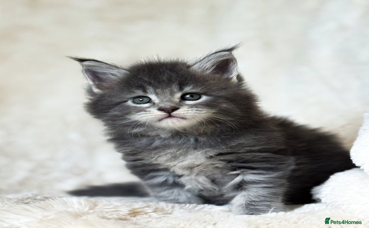 Maine Coon cats - Advert 5