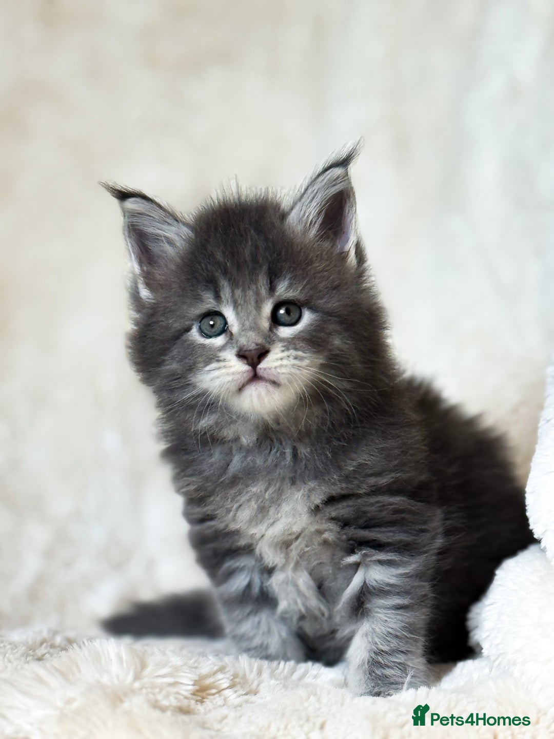 Maine Coon cats for sale: ✨BLUE FEMALE KING-SIZE MAINE COON CUB✨ - Image 7