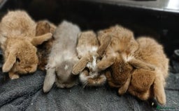 Mini Lop rabbits for sale: Vaccinated wellhandled Mini Lop-please read advert - Image 8