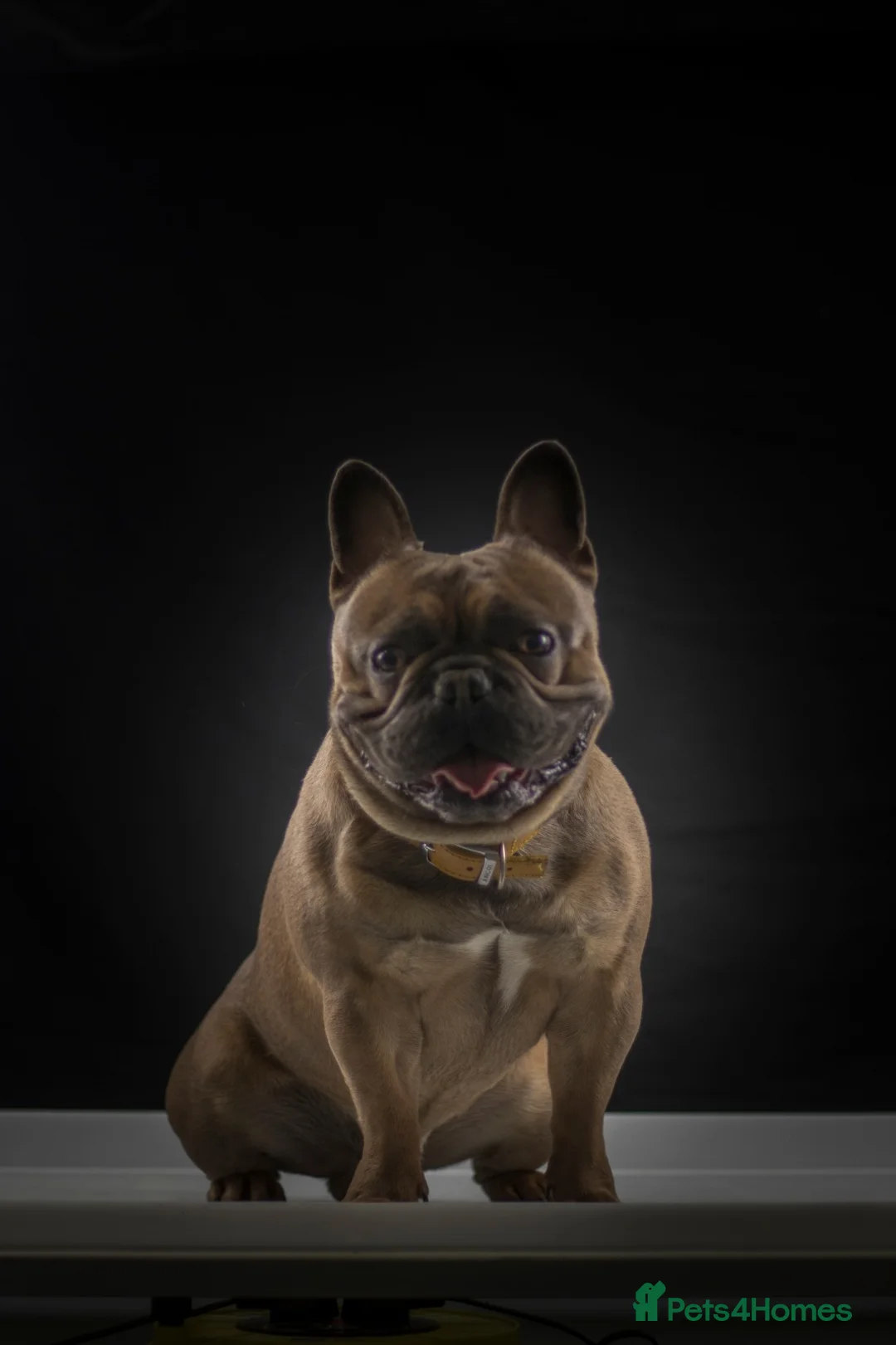 French Bulldog dogs for stud: French Bulldog Stud in Abertillery - Advert 5