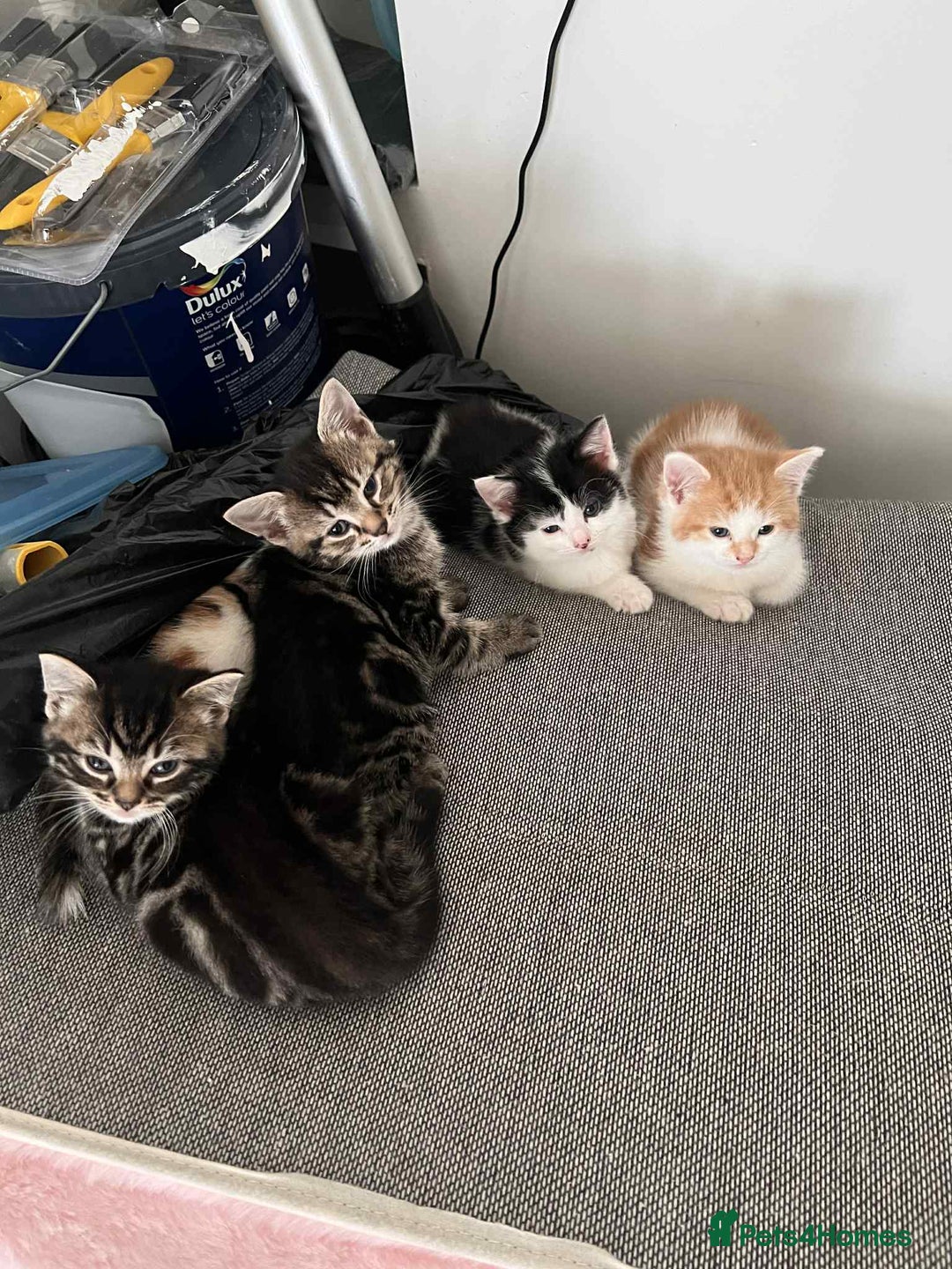 European cats for sale: Taby male kittens ready now - Advert 9