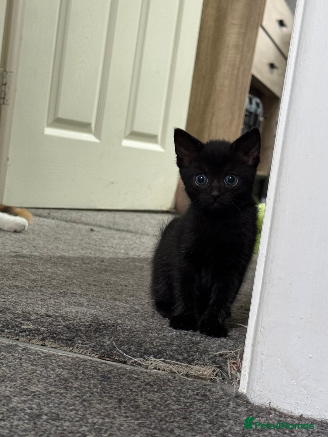 Mixed Breed cats for sale: 3 stunning mixed breed kittens - Image 6