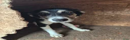 Mixed Breed dogs for adoption: Lou - north Walsham Norfolk  - Advert 4
