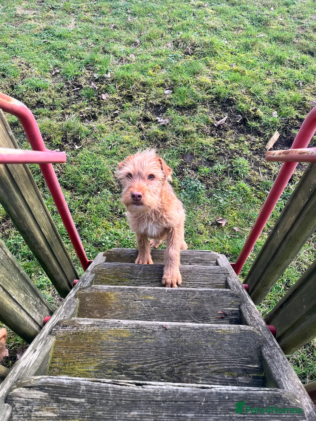Soft Coated Wheaten Terrier dogs for sale: Irish wheaten terriers (Not soft coated)  - Advert 9