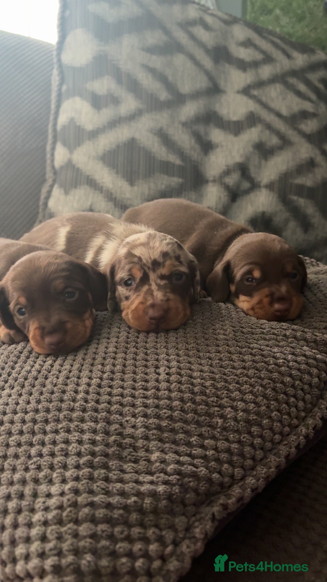 Miniature Dachshund dogs Miniature Daschund  - Advert 14