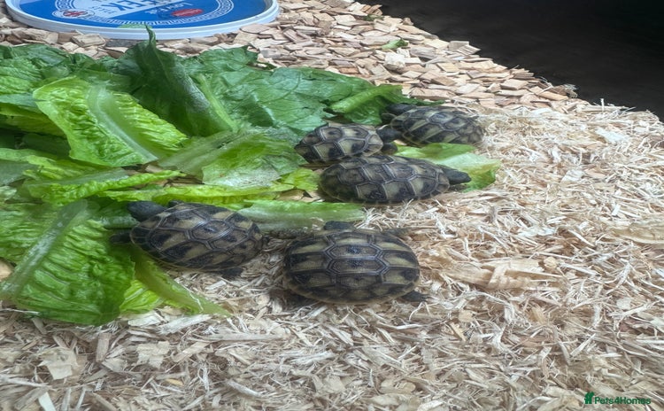 Hermann Tortoise reptiles - Advert 4