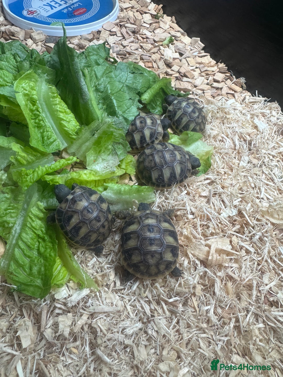 Hermann Tortoise reptiles for sale: Hermann tortoise - Image 1