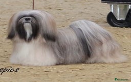 Lhasa Apso dogs for sale: Male Lhasa Apso puppy  - Image 8