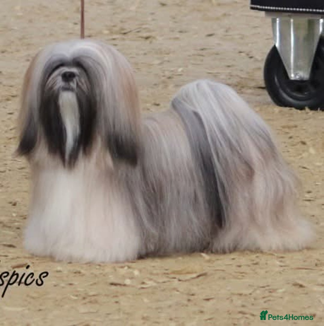 Lhasa Apso dogs for sale: Male Lhasa Apso puppy  - Image 8