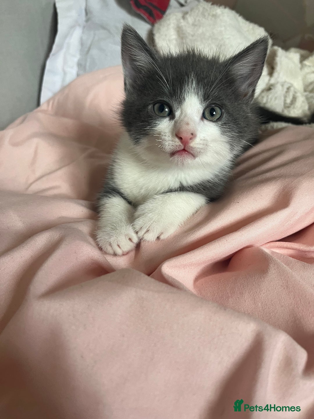 Mixed Breed cats for sale: 3 Beautiful and Playful Kittens - Image 3