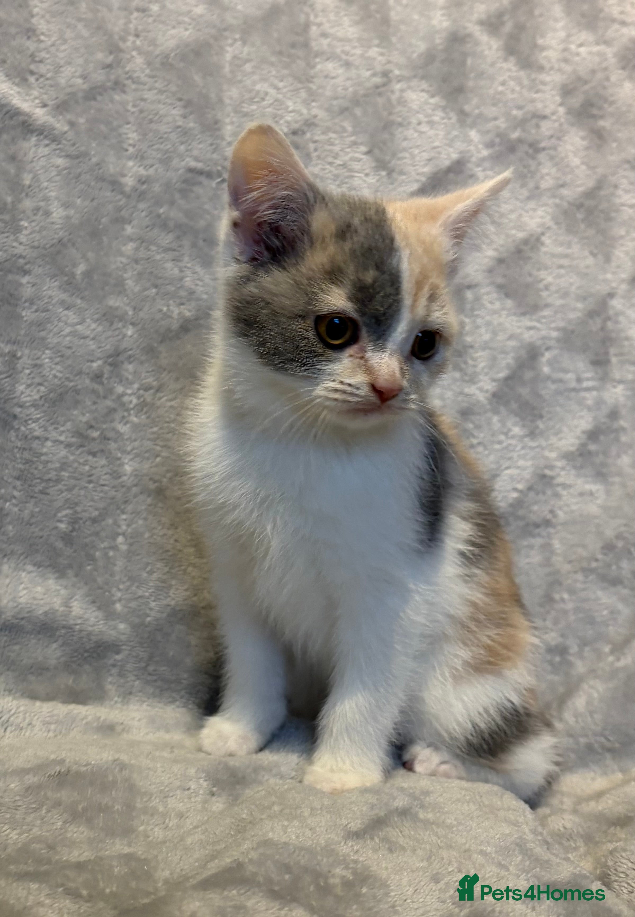 British Shorthair cats 2 BSH Girls  - Advert 1