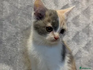 British Shorthair cats 2 BSH Girls - Advert 1