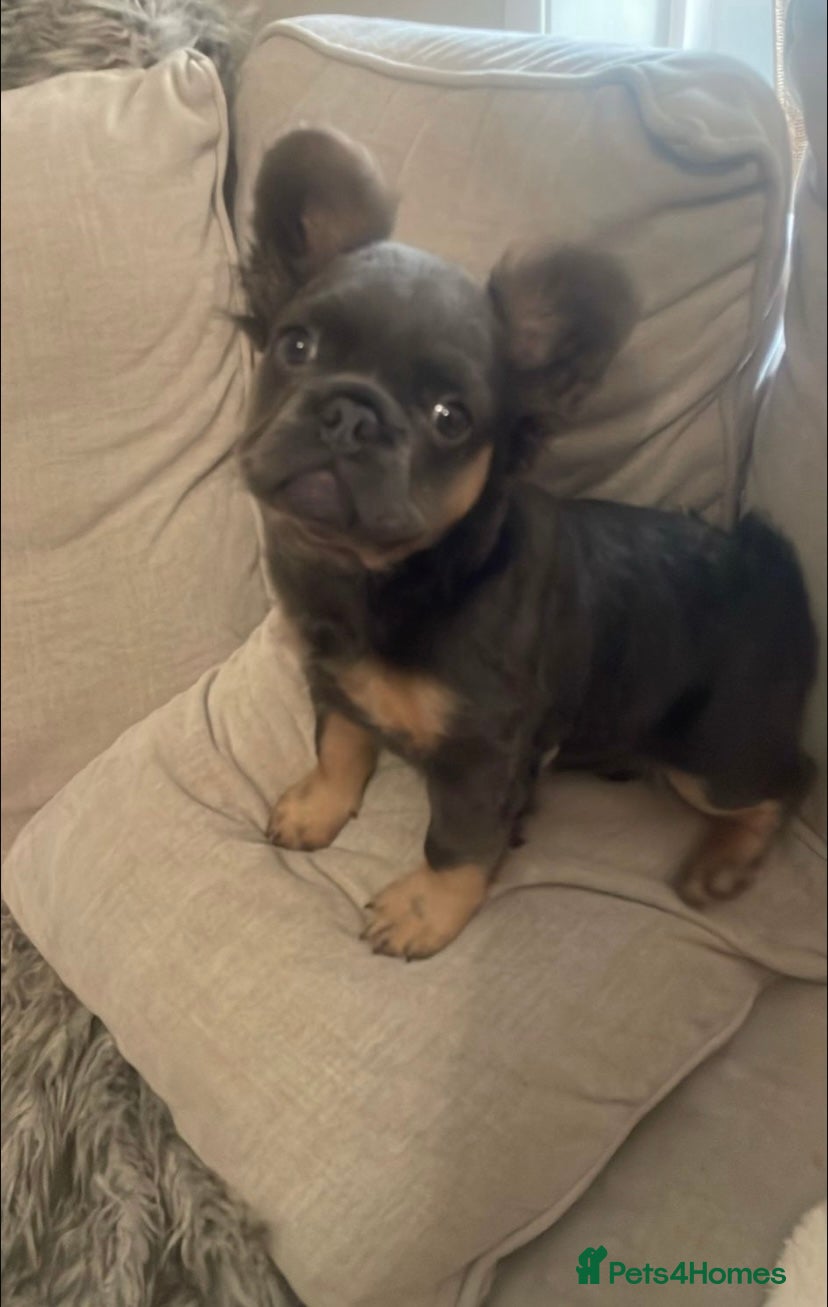 French Bulldog dogs Blue and Tan Fluffy French Bulldog - Advert 1