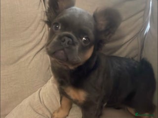 French Bulldog dogs Blue and Tan Fluffy French Bulldog - Advert 5