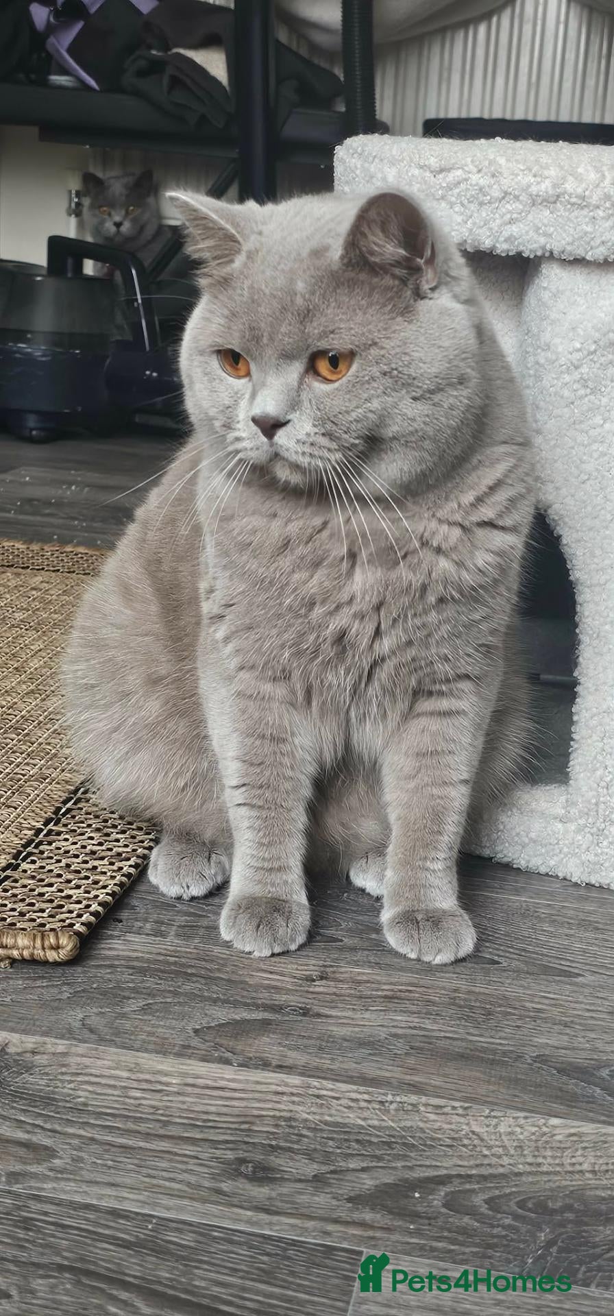 British Shorthair cats  British Shorthair STUD - Advert 2