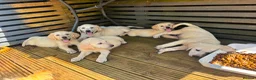 Goldador dogs for sale: GOLDADOR PUPPIES READY FOR NEW HOMES - Advert 3
