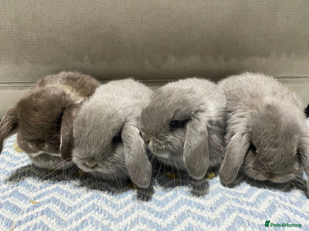 Mini Lop rabbits for sale: ❤️Mini Lop bunny 🐰 for sale   - Advert 2