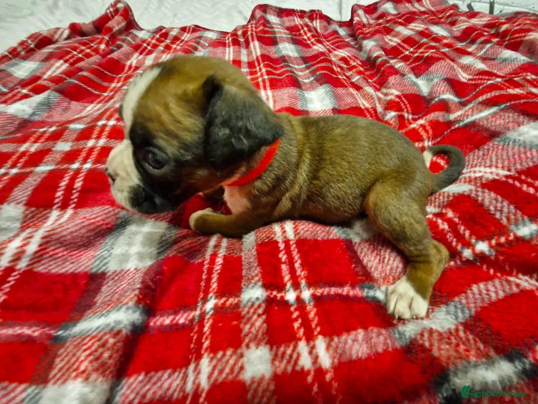 Boxer dogs for sale: Kc boxer puppies - Advert 9