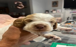 Cocker Spaniel dogs for sale: Beautiful Orange Roan/ Sable Puppies  - Image 9