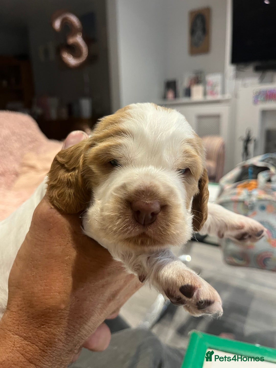 Cocker Spaniel dogs for sale: Beautiful Orange Roan/ Sable Puppies  - Image 9