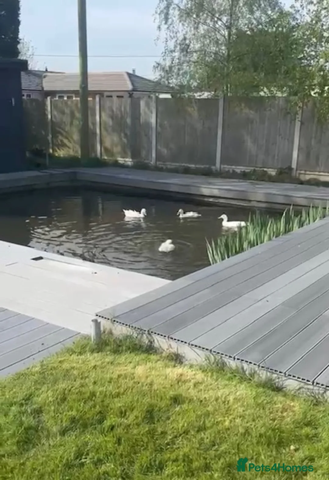 Ducks poultry for sale: 4 Pekin Ducks for Rehoming (3 Female, 1 Male) in Colchester - Advert 2
