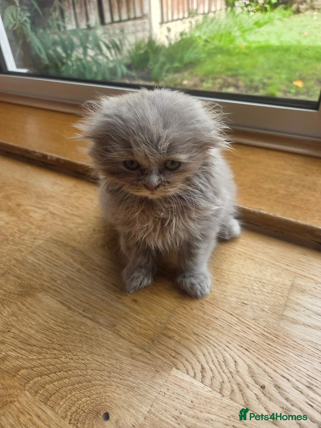 British Shorthair cats for sale: Kittens ready now girl boy Scottish  in Nottingham - Advert 2