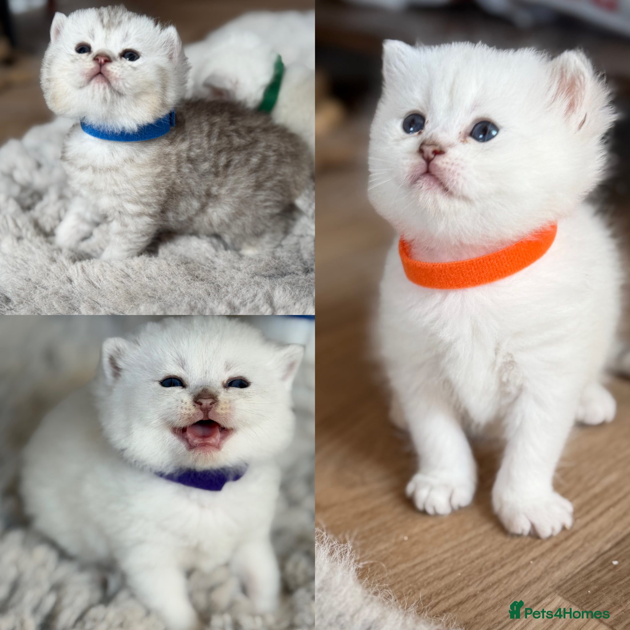 British Longhair cats British Longhair golden point kittens GCCF  - Advert 5