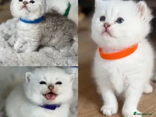 British Longhair cats British Longhair golden point kittens GCCF - Advert 5