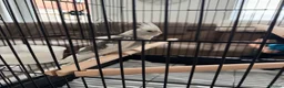 Cockatiels birds for sale: Male Cockatiel  - Advert 2