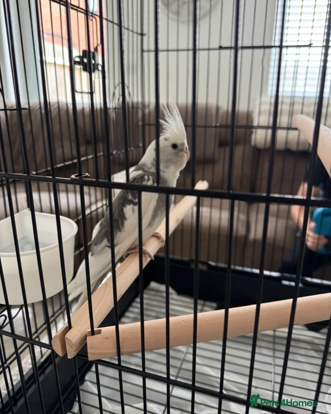 Cockatiels birds for sale: Male Cockatiel  - Advert 2