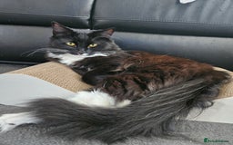 Mixed Breed cats for sale: Young Fluffy Tuxedo Cat - Image 9