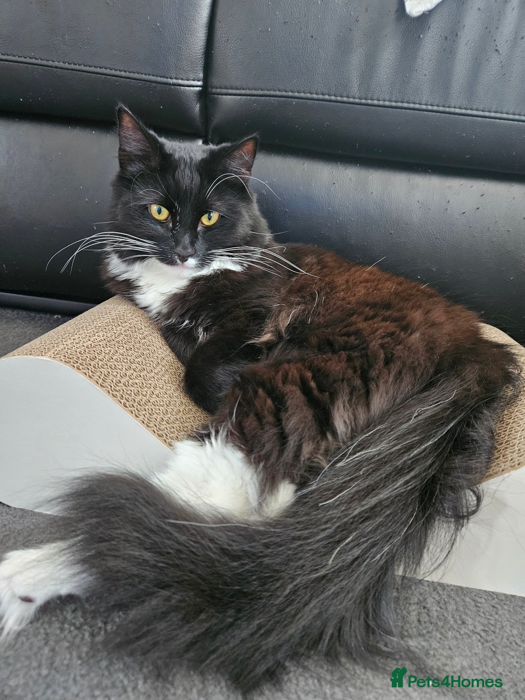 Mixed Breed cats for sale: Young Fluffy Tuxedo Cat - Image 9