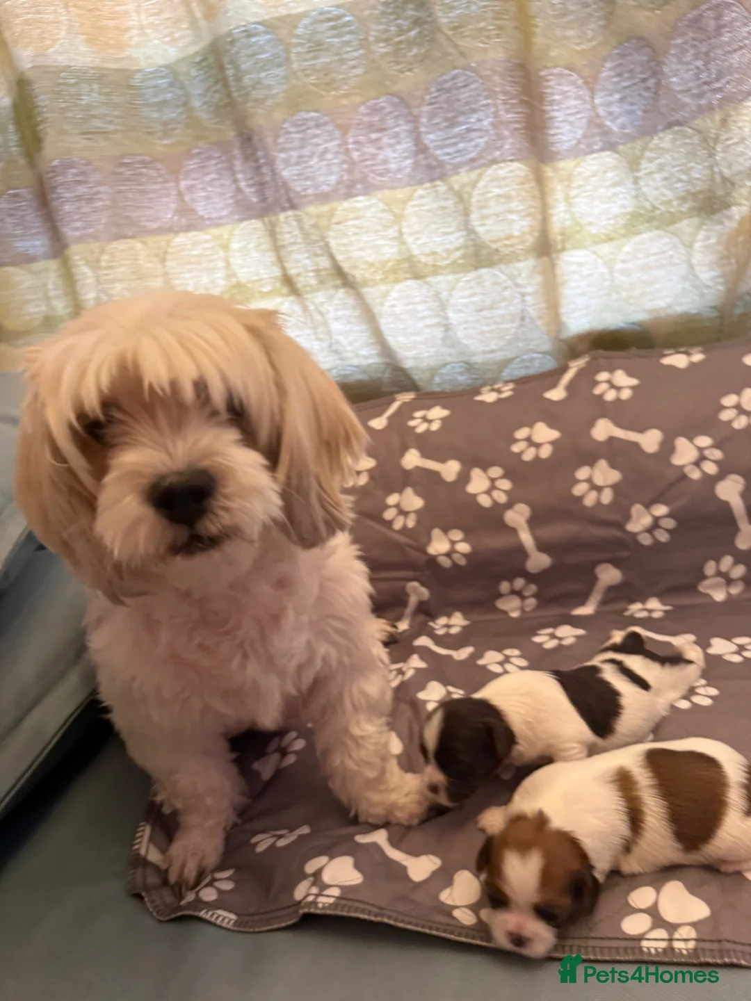 Lhasa Apso dogs for sale: Lovely Lhasa Apso Puppies Ready Soon 🐾 - Advert 2
