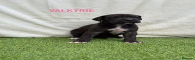 VALKYRIE